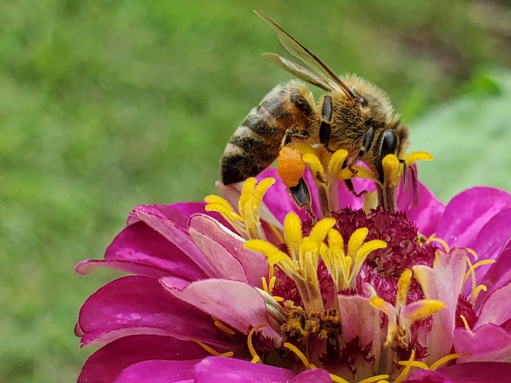 Brevard Backyard Beekeepers loves honeybees and wants to preserve them.