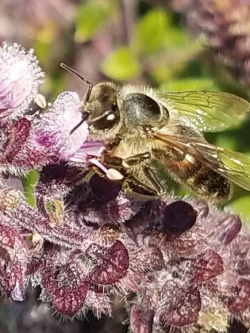 At the Brevard Backyard Beekeepers Inc club apiary, we often see many different types of bees in the bee yard.  Bees pollinate over 80% of the food that we eat.