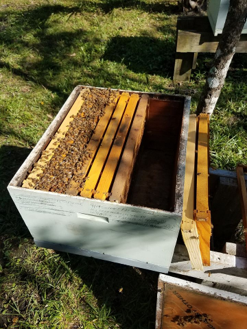 If your bees only cover 3 or 4 frames inside your colony...it's time to reduce the space.  Bees need lots of space when there are lots of bees, so it makes sense that when the numbers are down in the wintertime we should reduce the space that the smaller amount of bees have to defend.  It's like your Grandparents still trying to maintain that 12 bedroom house when all the kids are gone!