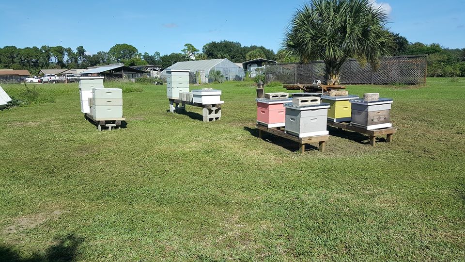 At our club Apiary, Brevard Backyard Beekeepers Inc. members have an opportunity to get hands-on, minds-on training from expert Club members.