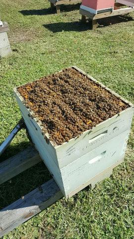 Club bee hive interior view.  Did you know this box could contain over 40,000 bees?