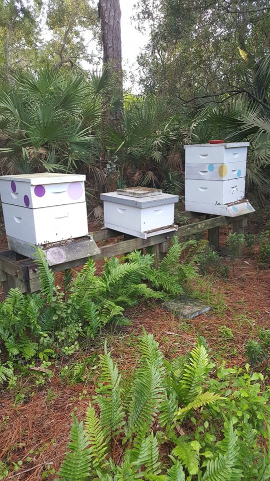 Brevard Zoo in Viera, FL.  Thanks to the joint efforts of Brevard Backyard Beekeepers Inc and the Brevard Zoo, honey is extracted from these boxes and supplied directly to the Turtle Hospital on the grounds of the zoo.  Honey has natural germ fighters and is antibacterial by nature.