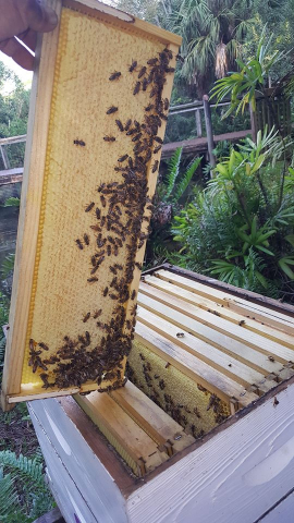 Bees in Hive 1.  Bees can see colors and can identify which Hive box is their own.  Notice the purple dots on the first box in the previous picture.