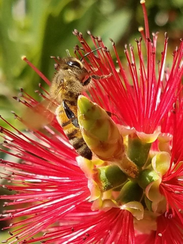 A Honey bee doing what it likes the best, that is capturing pollen from a flower in the club apiary.