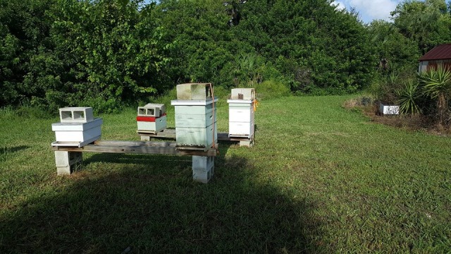 It's up to the beekeeper to make sure their hives are ready for Hurricanes in Florida.  Protecting hives is very important to Bee Keepers.  Here is a proper technique for strapping down hives in anticipation of strong winds from a Hurricane.