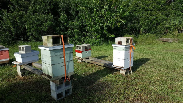 Another view of the Brevard Backyard Beekeepers Inc "hurricane ready" apiary.  Feel free to emulate this strapped down look next time we have a hurricane here in Central Florida.