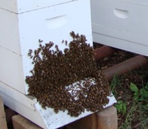 At Brevard Backyard Beekeepers we practice what we preach, and that is saving our most important pollinator!  Well managed bees are happy to stay put in their hive boxes.  When it's time to reproduce, the hive will SWARM which means look for a new home and take the Queen bee with them.  Signs of Swarming to look out for are congestion, where bees are out of room inside the box and then must "hang out" outside.