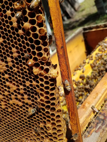 When the colony begins to consider leaving the box, a new Queen must be "made" so that she remains after the present Queen bee leaves with the swarm to their new location.  Queens are considerably larger than regular "worker" bees, so their egg, larva and pupa stage must be house in a special cell called a Queen Cup.