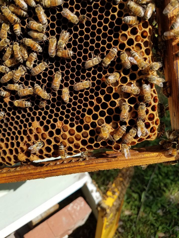 Male bees, called Drone bees, are an important part of the process of swarming.  Males are necessary to mate with the Queen, although this generally does not happen within her own hive.  Presence of drone cells is a sure sign that a colony is anticipating a move.
