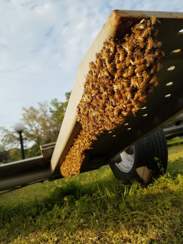 Uh oh, too late to prevent swarming in this photo.  A colony has made the move to a swarm and are now resting to make the next part of their journey.  Beekeepers can "catch" their own swarm if they are lucky enough.  At Brevard Backyard Beekeepers, preventing the bees from leaving is an important part of our Apiary plan.